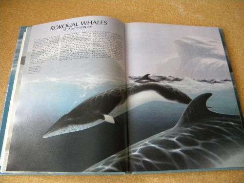 WHALES AND DOLPHINS  by Dr. Anthony R. Martin and international team of experts