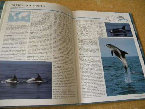WHALES AND DOLPHINS  by Dr. Anthony R. Martin and international team of experts