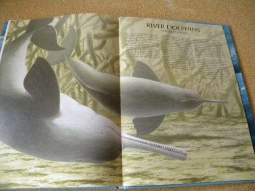 WHALES AND DOLPHINS  by Dr. Anthony R. Martin and international team of experts