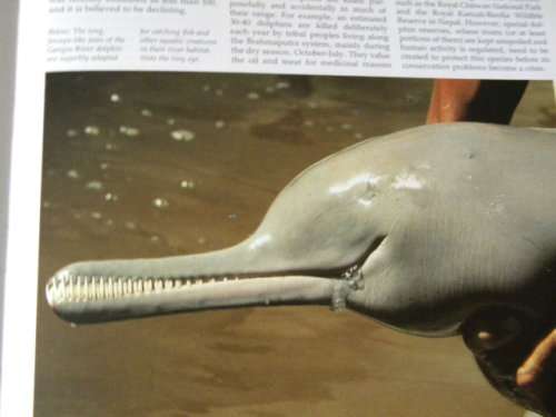 WHALES AND DOLPHINS  by Dr. Anthony R. Martin and international team of experts
