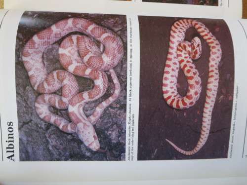 A - Z OF SNAKE-KEEPING  by Chris Mattison