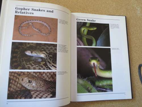A - Z OF SNAKE-KEEPING  by Chris Mattison
