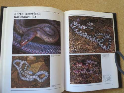 A - Z OF SNAKE-KEEPING  by Chris Mattison