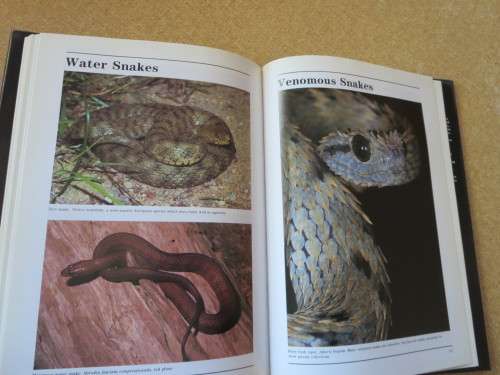 A - Z OF SNAKE-KEEPING  by Chris Mattison