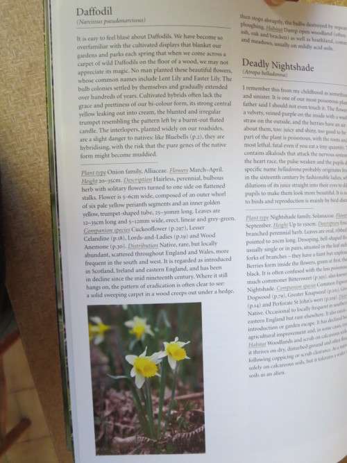 WILD FLOWERS  by Sarah Haven  Photography by Jonathan Buckley
