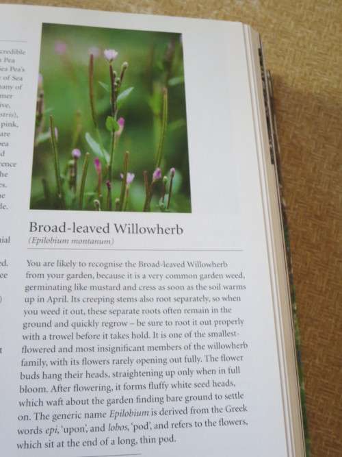 WILD FLOWERS  by Sarah Haven  Photography by Jonathan Buckley