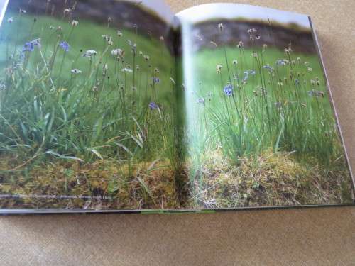 WILD FLOWERS  by Sarah Haven  Photography by Jonathan Buckley