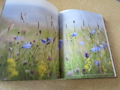 WILD FLOWERS  by Sarah Haven  Photography by Jonathan Buckley