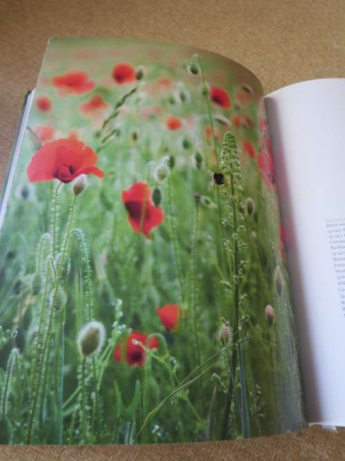WILD FLOWERS  by Sarah Haven  Photography by Jonathan Buckley