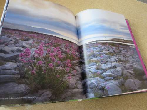 WILD FLOWERS  by Sarah Haven  Photography by Jonathan Buckley