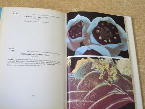 CACTI and OTHER SUCCULENTS VOL TWO  by Edgar Lamb  (Illustrated Reference)