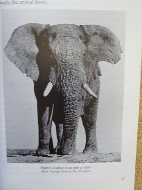 ADDO: MORE THAN JUST ELEPHANTS  by Colin Urquhart and Norbert Klages