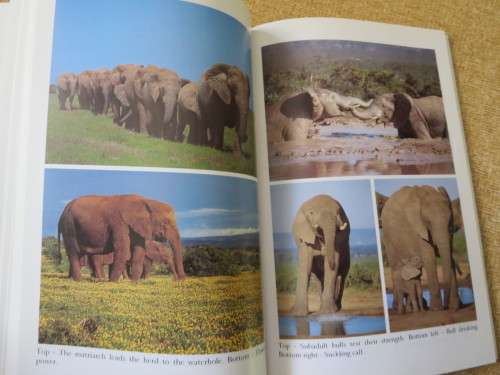 ADDO: MORE THAN JUST ELEPHANTS  by Colin Urquhart and Norbert Klages