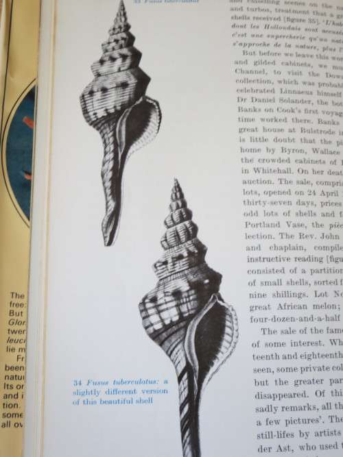 SHELLS  by Roderick Cameron