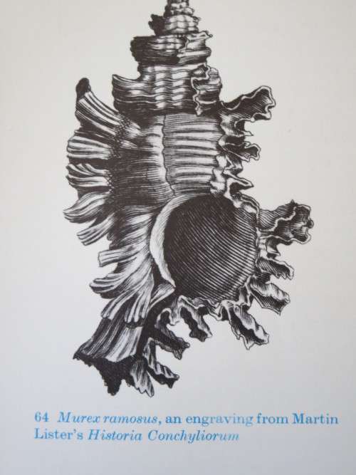 SHELLS  by Roderick Cameron