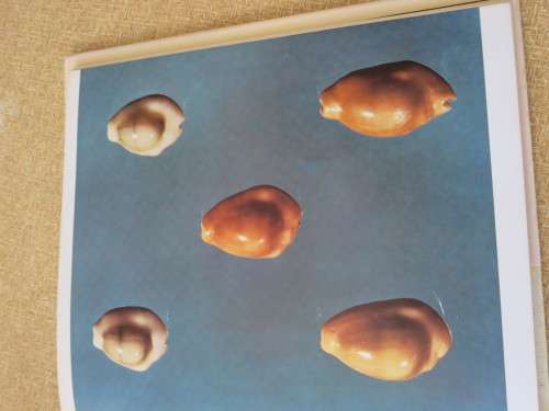 SHELLS  by Roderick Cameron