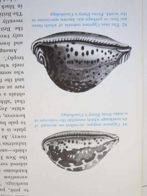 SHELLS  by Roderick Cameron