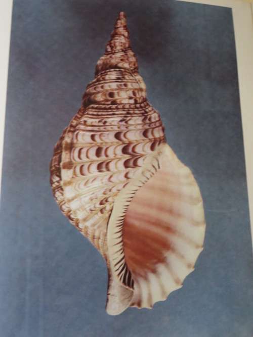 SHELLS  by Roderick Cameron
