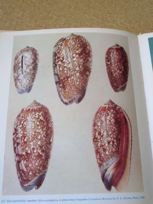 SHELLS  by Roderick Cameron
