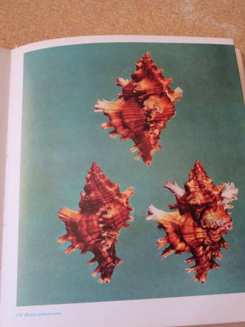 SHELLS  by Roderick Cameron
