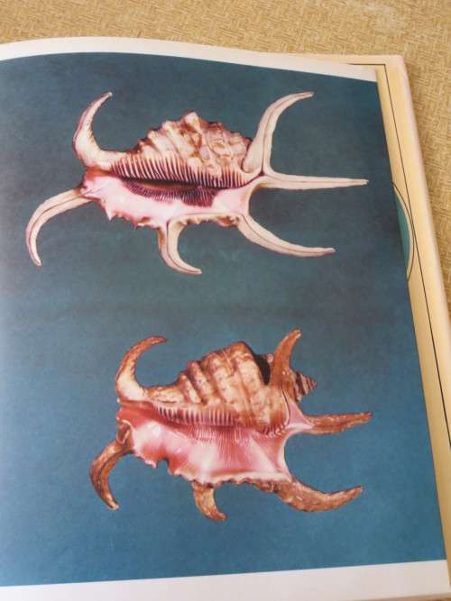 SHELLS  by Roderick Cameron