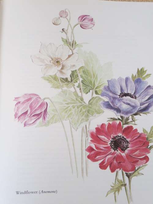 BY ANY OTHER NAME - The Story of Garden Flowers BY Gladys Lucas
