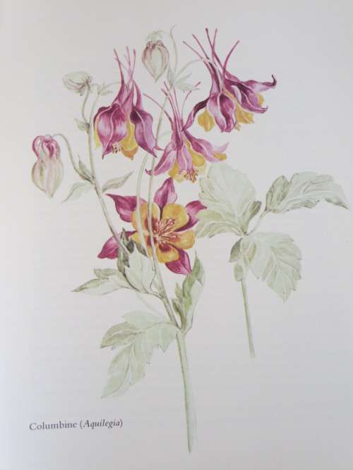BY ANY OTHER NAME - The Story of Garden Flowers BY Gladys Lucas