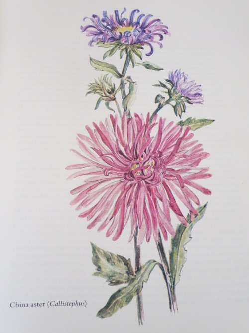 BY ANY OTHER NAME - The Story of Garden Flowers BY Gladys Lucas