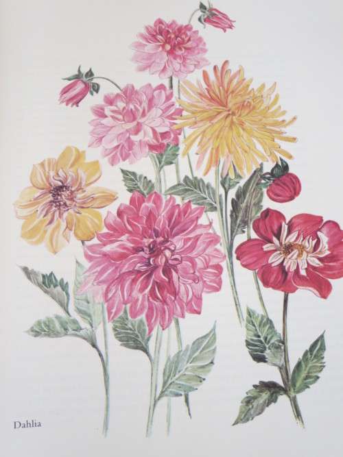 BY ANY OTHER NAME - The Story of Garden Flowers BY Gladys Lucas