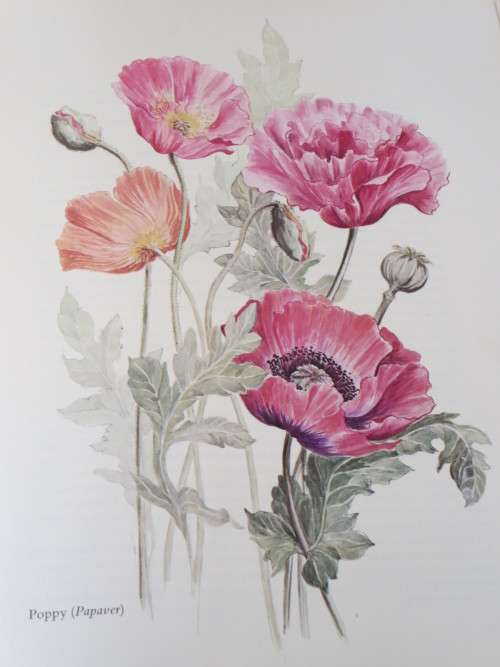 BY ANY OTHER NAME - The Story of Garden Flowers BY Gladys Lucas