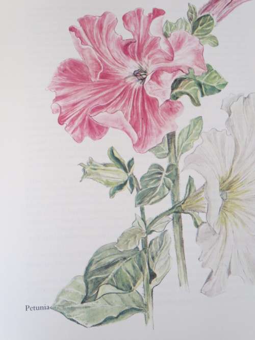 BY ANY OTHER NAME - The Story of Garden Flowers BY Gladys Lucas