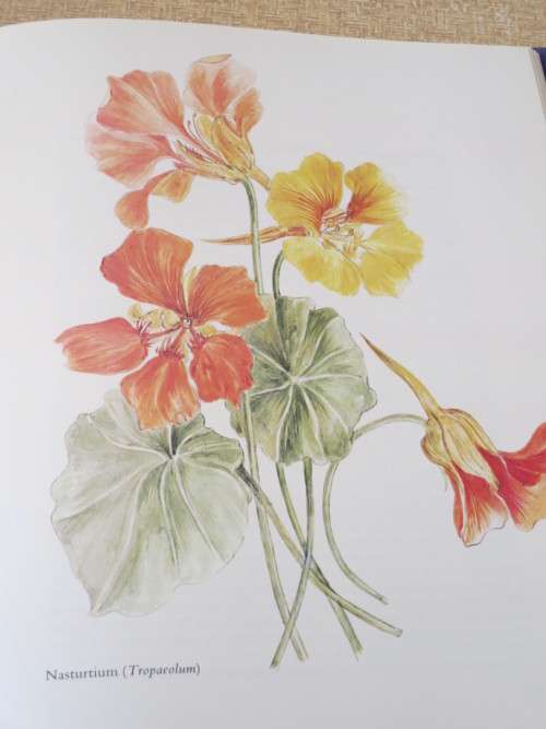 BY ANY OTHER NAME - The Story of Garden Flowers BY Gladys Lucas