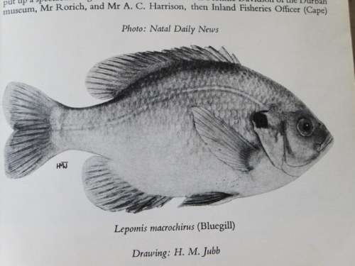 FRESH-WATER FISH AND FISHING IN AFRICA  by A.C. Harrison and others