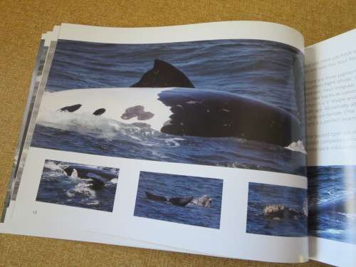 HERMANUS WHALES  Photography: Dave de Beer  (SIGNED)