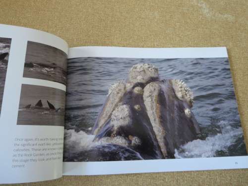 HERMANUS WHALES  Photography: Dave de Beer  (SIGNED)