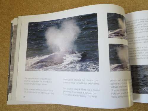 HERMANUS WHALES  Photography: Dave de Beer  (SIGNED)