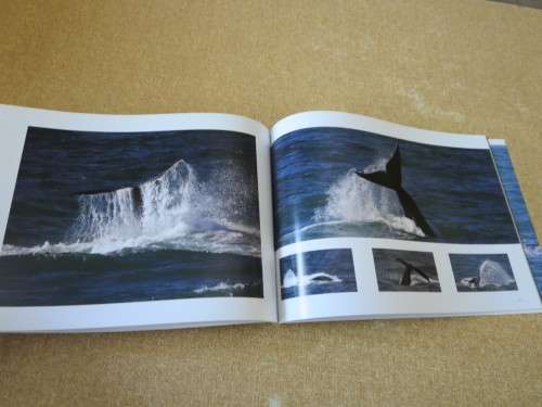 HERMANUS WHALES  Photography: Dave de Beer  (SIGNED)