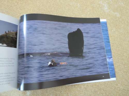 HERMANUS WHALES  Photography: Dave de Beer  (SIGNED)