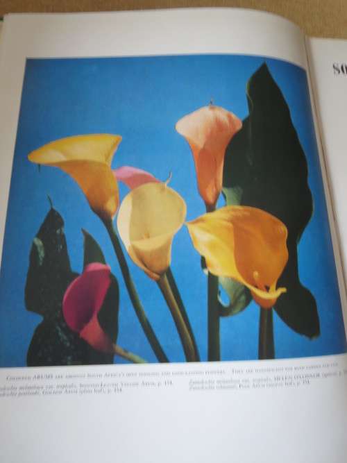 SOUTH AFRICAN WILD FLOWERS FOR THE GARDEN by Sima Eliovson