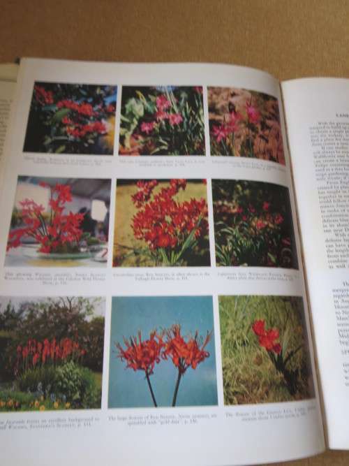 SOUTH AFRICAN WILD FLOWERS FOR THE GARDEN by Sima Eliovson