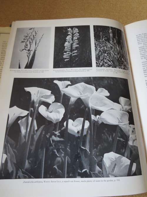 SOUTH AFRICAN WILD FLOWERS FOR THE GARDEN by Sima Eliovson