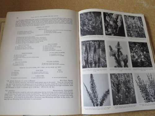 SOUTH AFRICAN WILD FLOWERS FOR THE GARDEN by Sima Eliovson