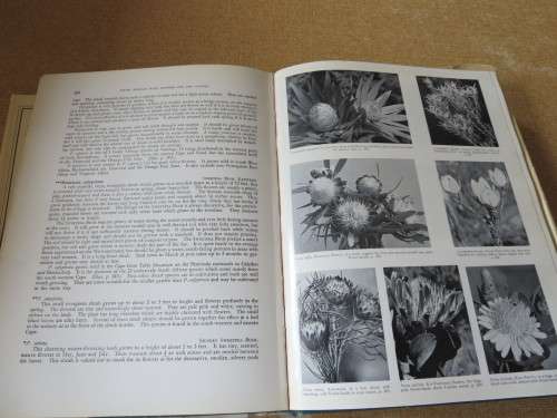 SOUTH AFRICAN WILD FLOWERS FOR THE GARDEN by Sima Eliovson