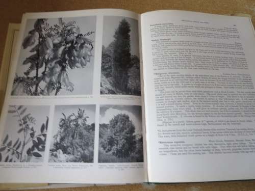SOUTH AFRICAN WILD FLOWERS FOR THE GARDEN by Sima Eliovson