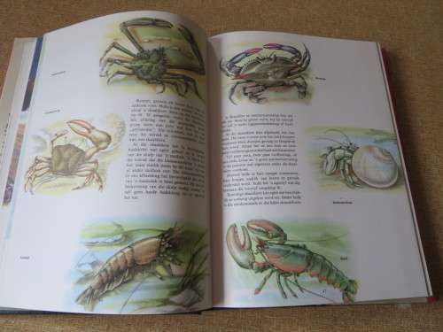 WONDERWERKE VAN DIE SKEPPING  deur Bertha Morris Parker (Vertaal en verwerk)