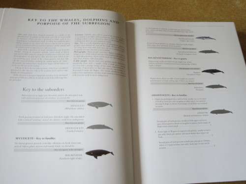 WHALES AND DOLPHINS OF THE SOUTHERN AFRICAN SUBREGION  by Peter B. Best