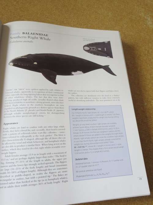 WHALES AND DOLPHINS OF THE SOUTHERN AFRICAN SUBREGION  by Peter B. Best