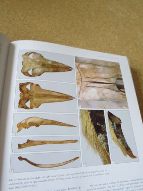 WHALES AND DOLPHINS OF THE SOUTHERN AFRICAN SUBREGION  by Peter B. Best