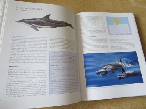 WHALES AND DOLPHINS OF THE SOUTHERN AFRICAN SUBREGION  by Peter B. Best