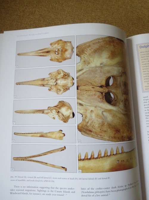 WHALES AND DOLPHINS OF THE SOUTHERN AFRICAN SUBREGION  by Peter B. Best